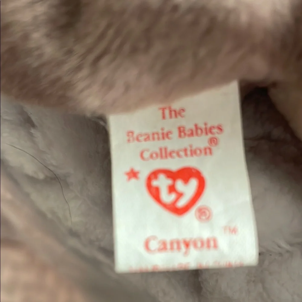 Ty canyon cougar~